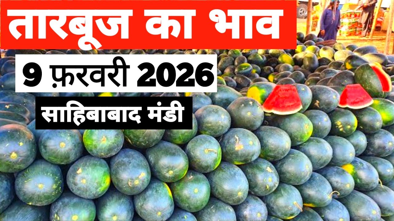 9 February 2026 🍉तारबूज़ का भाव साहिबाबाद मंडी |today watermelon rates #tamatar #mandi #tarbooz 