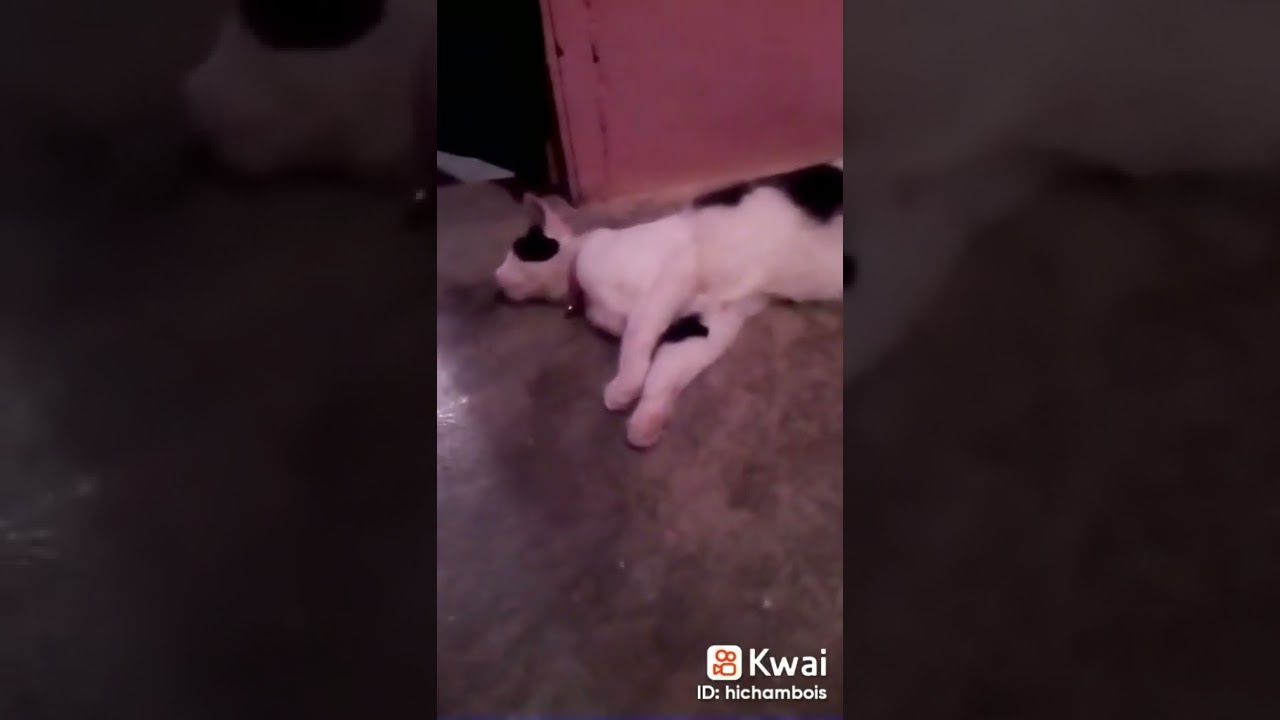 chat gracieux