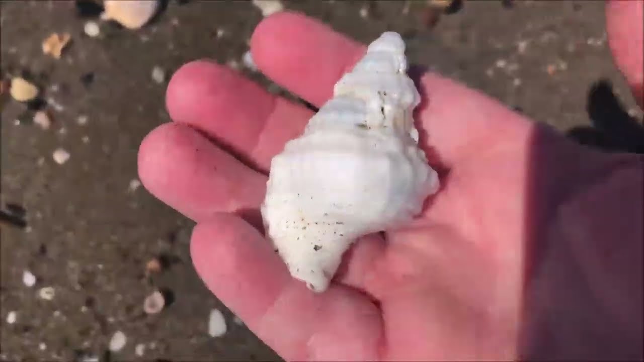 WINDY Day Shelling at the Beach! (Battling the Elements for Shells) 🌬️🐚