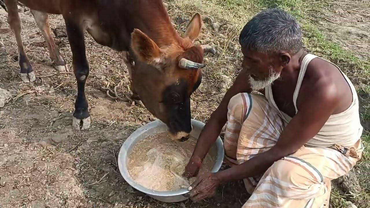 জার্সি গাভিন ও বকনা জাত চিনাইতে বাঘাবাড়ি পাতারে আছি। 