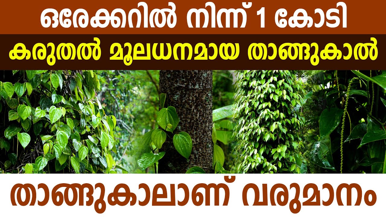 ഇവിടെ വരുമാനമുണ്ടാക്കുന്നത് കുരുമുളകല്ല, താങ്ങുകാലാണ് I Blackpepper Farming Malayalam I Panniyur 6