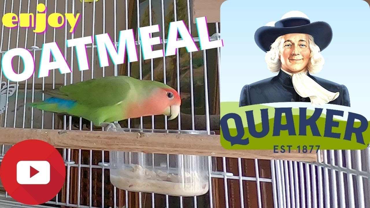 LOVEBIRDS OATMEAL 😋👌✔💯