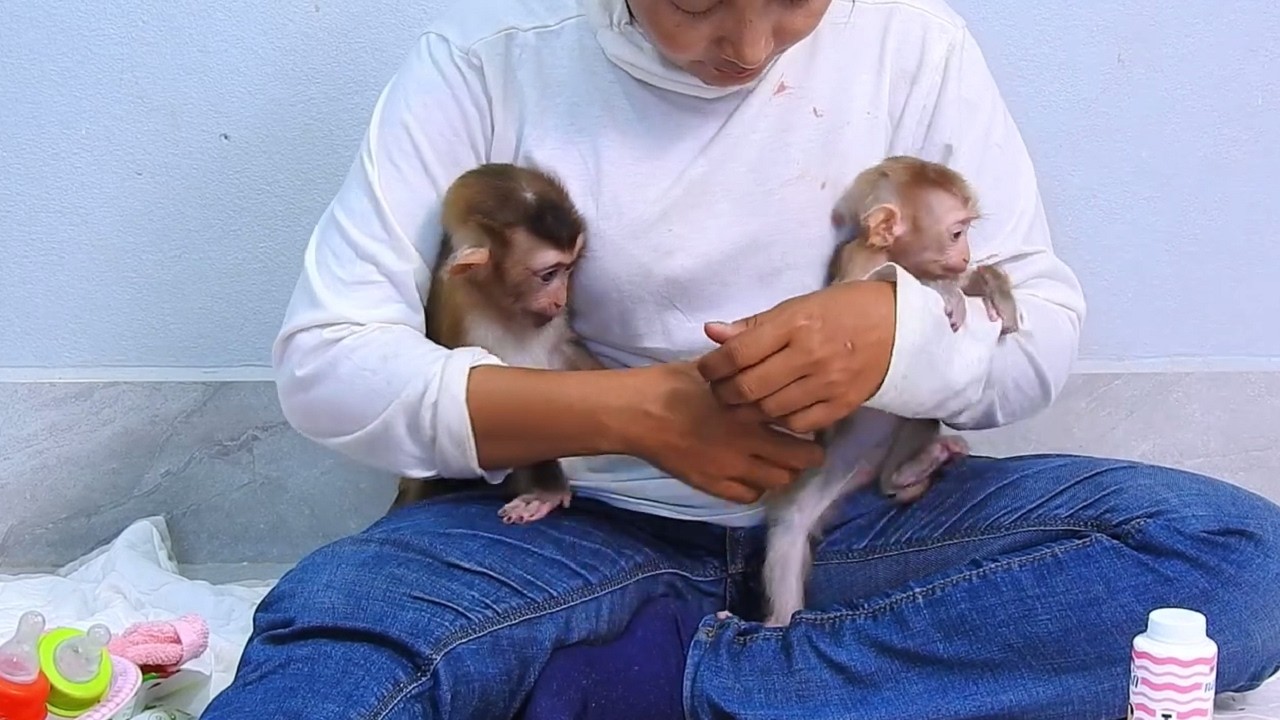 Have a nice meal after mom walks away  lovely both monkeys