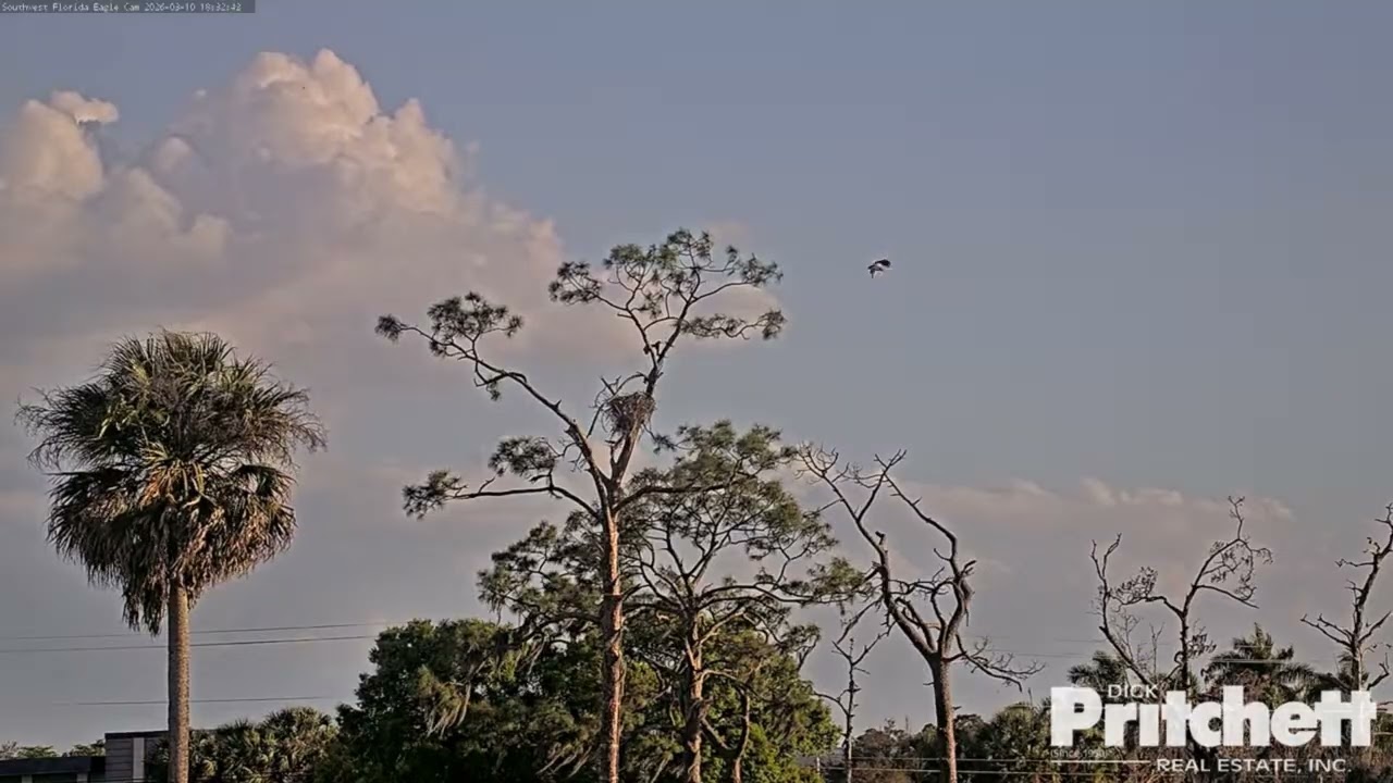 E26 fledged at 82 days old 🦅-- Southwest Florida Eagle 2026 03 10