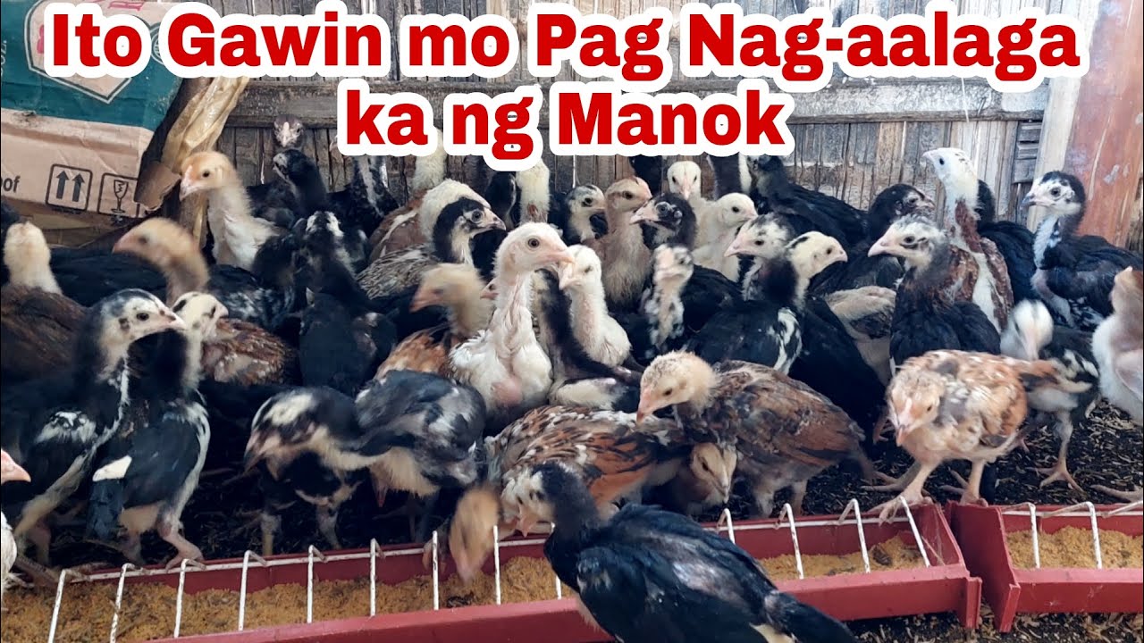5 Tips na Dapat mong Malaman sa Pag aalaga ng Manok