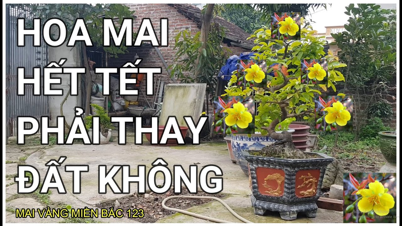 🔴 QBS22107 - CÁCH TRỒNG LẠI CÂY MAI SAU KHI CHƠI TẾT | SAU KHI CHƠI TẾT CÓ NÊN THAY BẦU ĐẤT HA KHÔNG