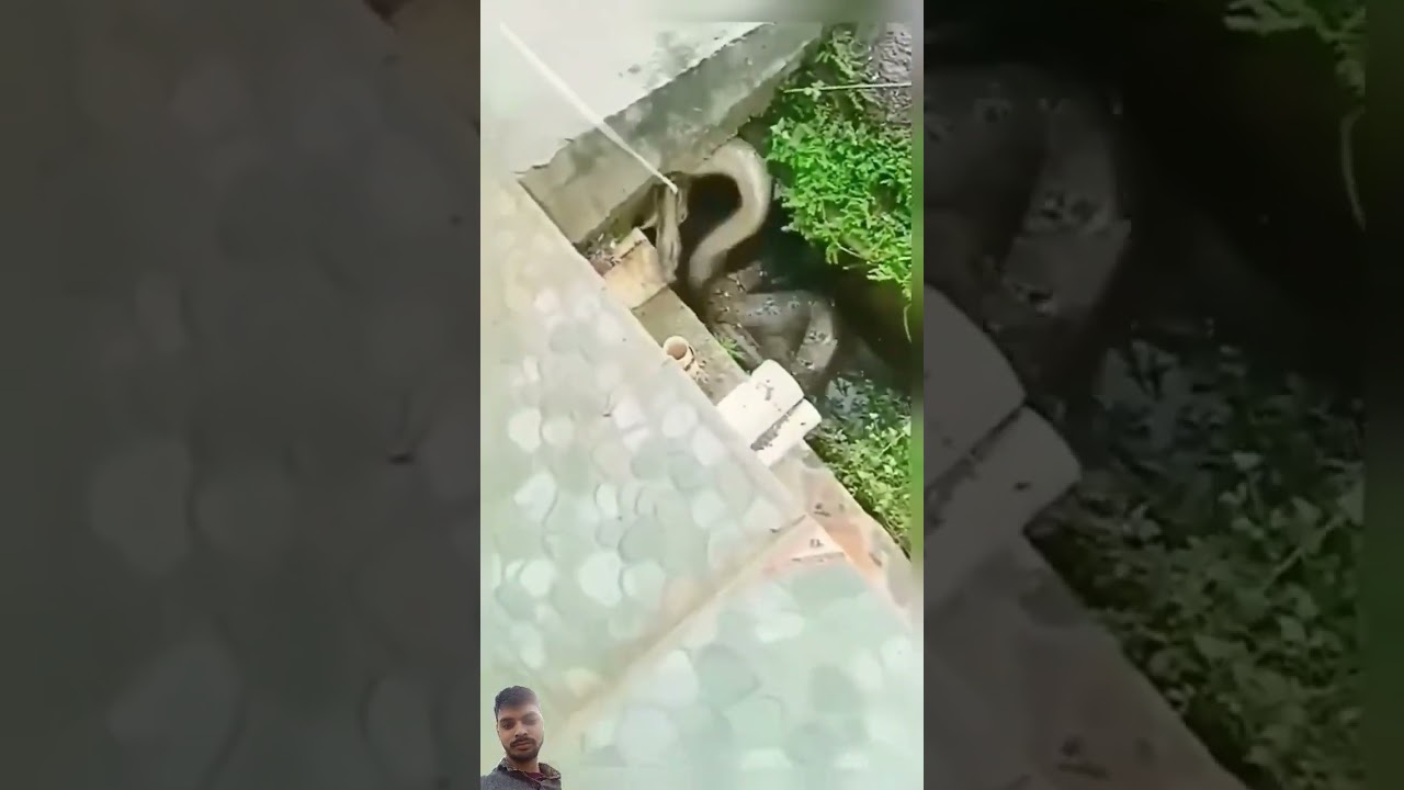 #anaconda #zoo #anacondaattack #vl😱😱😱😱😱😱😱😱😱😱🫶👍👌👌