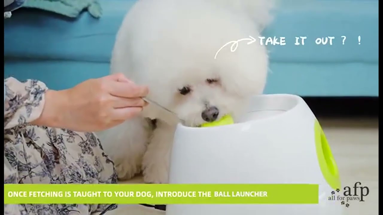 ALL FOR PAWS Original Dog Automatic Ball Launcher for Small and Medium Dogs, Dog