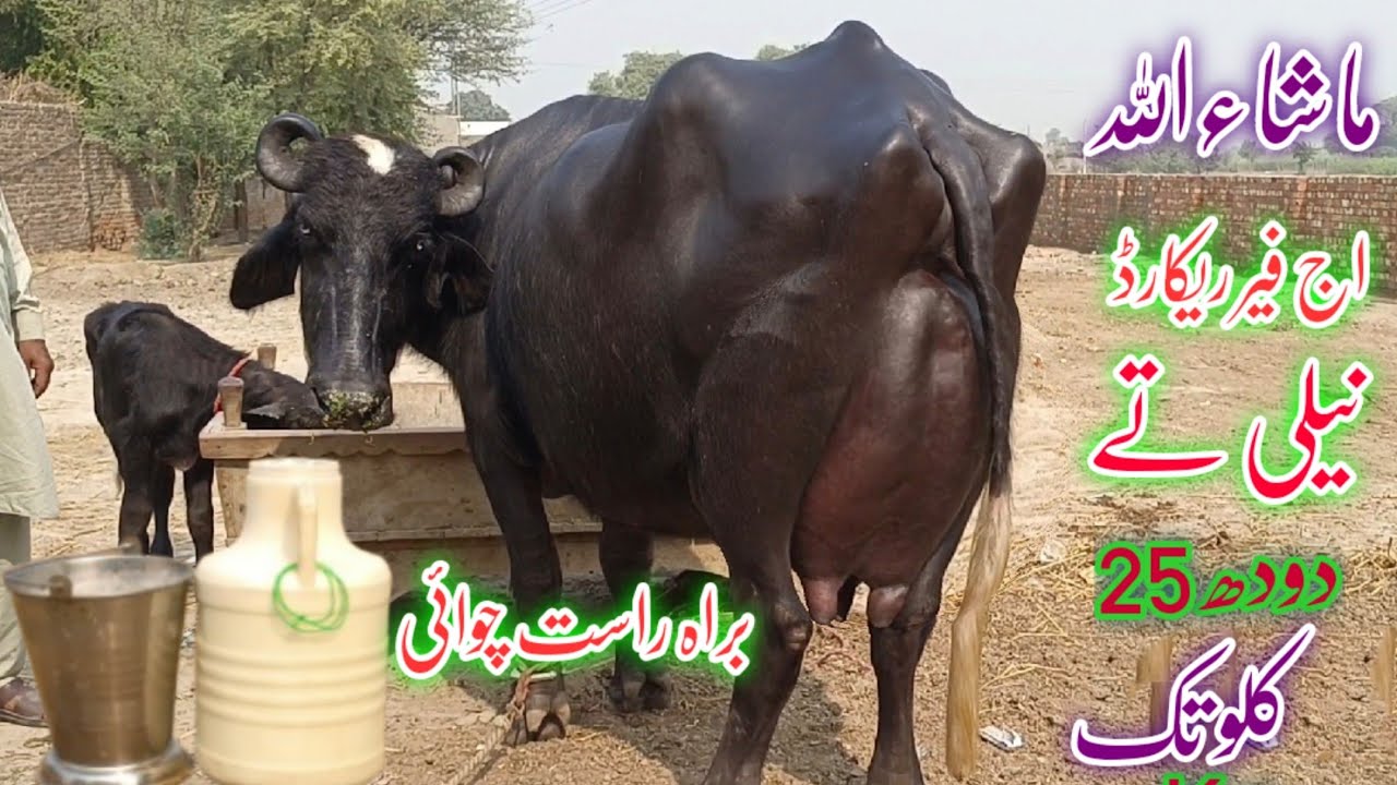 Live Milking//pure Nili Ravi Buffalo's for sale in punjab pakistan on youtube 22 October 2024
