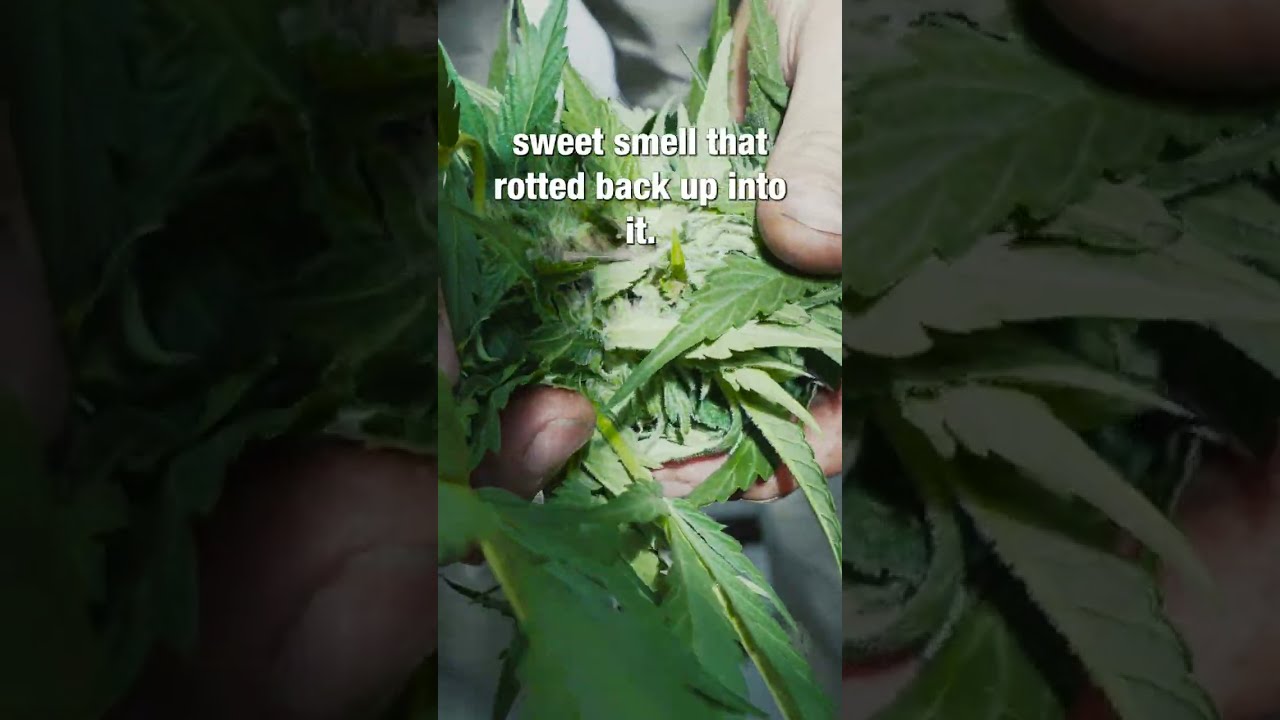 How to spot BUD ROT Old Growth OG's SoHum Royal