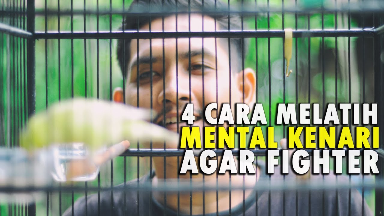 Cara melatih mental kenari agar fighter dan tampil ngedur di lomba - burung kenari