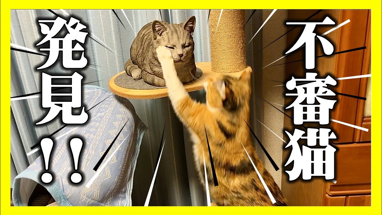 「新しいお友達がやって来た！？」果たして仲良くなれるのか…？