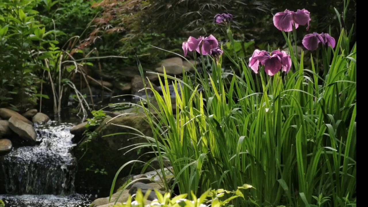 Japanese Iris
