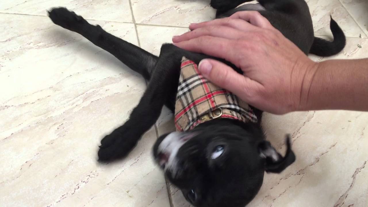 Puppy Dog Seizure in a Min Pin/Pug (Carlin) cross.  11 week old puppy.