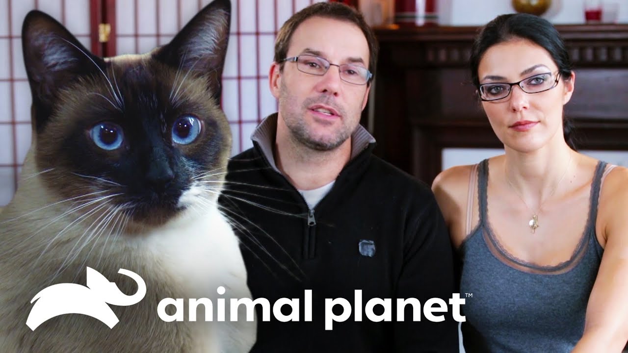 ¡El gato despierta a los dueños todas las madrugadas! | Mi gato endemoniado | Animal Planet