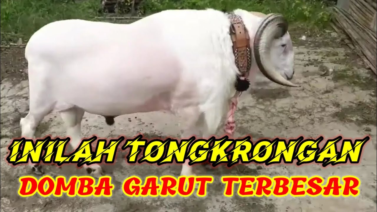 #DombaBesar Domba Bobot Extreme || Kelas A - Bobot Besar #denbajra