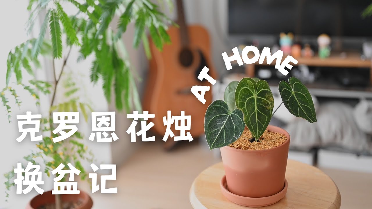 【宅家日常】「呀哈哈」换盆记｜克莱恩花烛的日常护理｜阳台种植生活