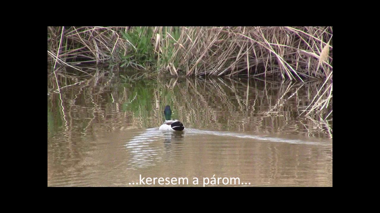 Napl&aacute;s t&oacute;