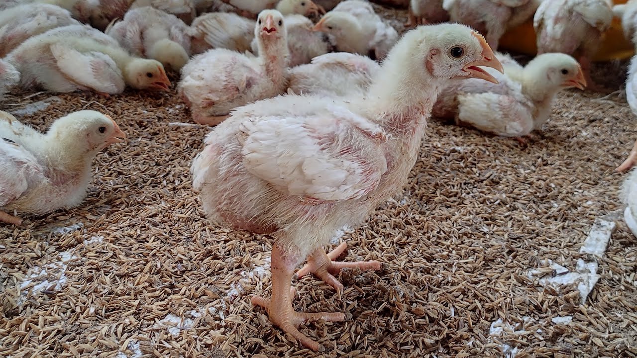 HARI KE 11 ! NAFSU MAKAN AYAM SANGAT BAIK DAN PERTUMBUHANNYA SANGAT NORMAL ! 