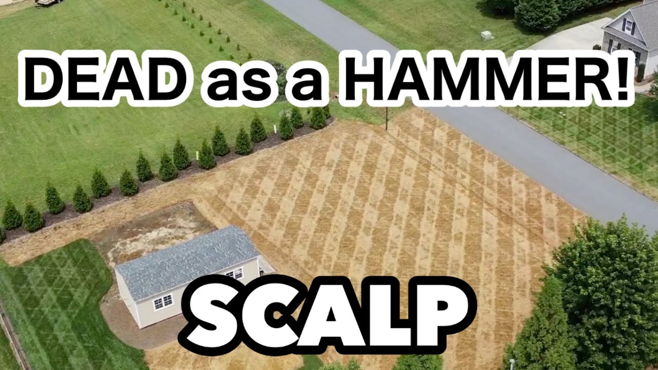 Lawn Renovation SCALP Dead as a HAMMER!!!
