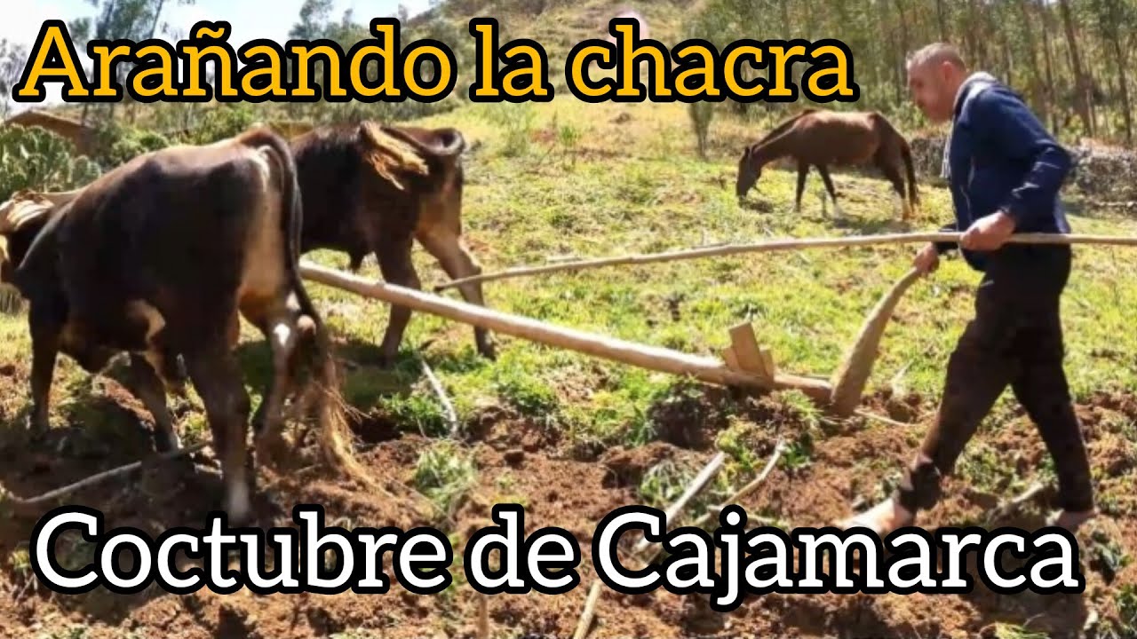 Arando la chacra costumbres de Cajamarca