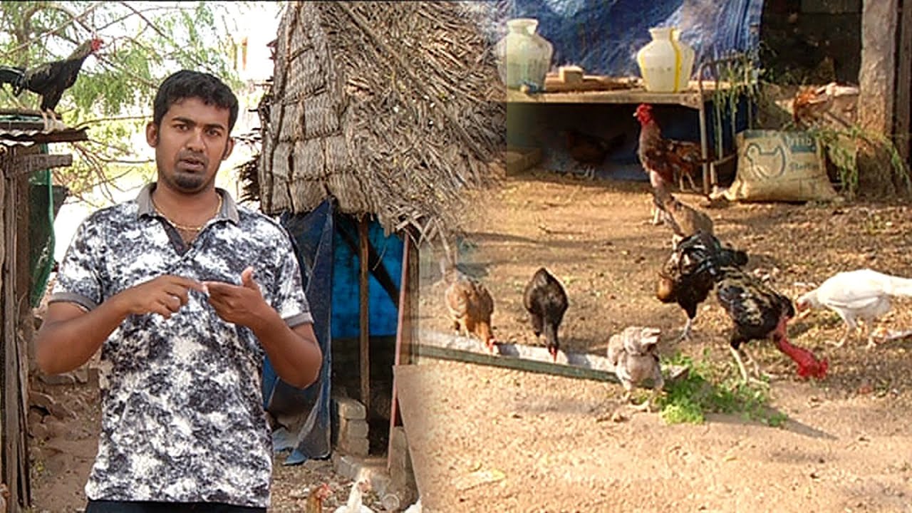 சிறுவிடை நாட்டுக்கோழிகள் வளர்ப்பு & பராமரிப்பு முறை | Uzhave Ulagu