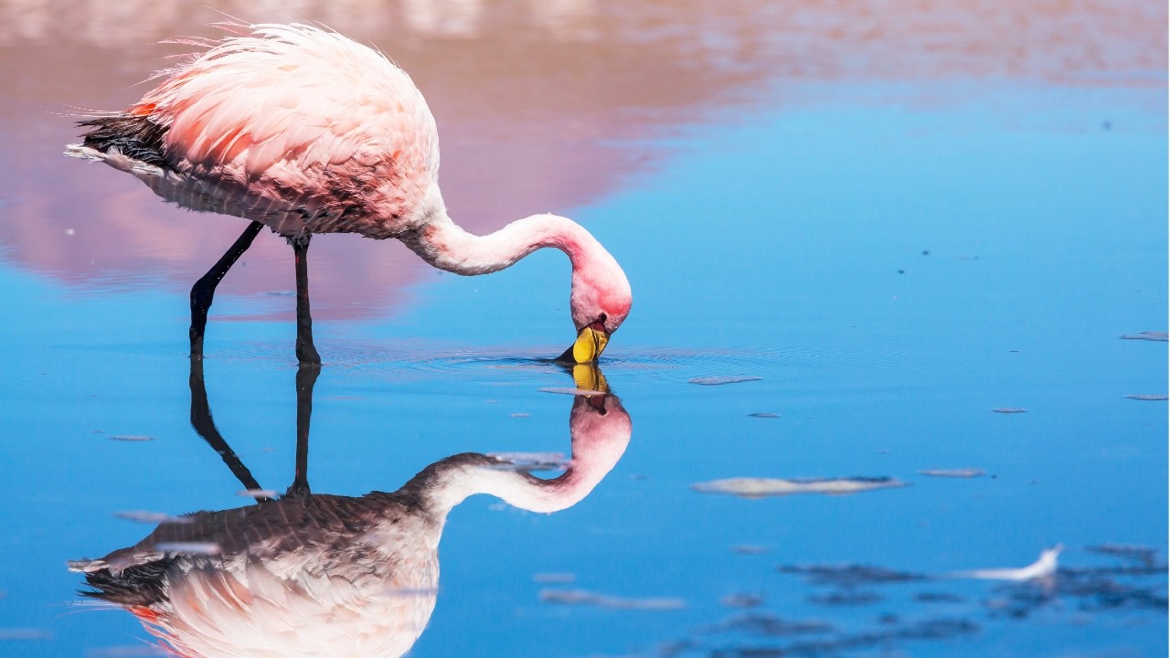 10 Hours Of Vibrant Flamingos In Their Natural Habitat 4K