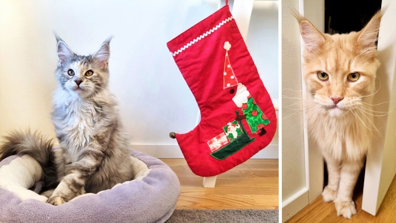 Is Santa Paws Coming to Town?