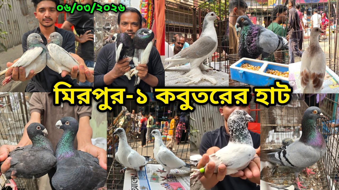 ০৬/০৩/২০২৬ মিরপুর-১ কবুতর হাট || মিরপুর-১ কবুতরের হাট ২০২৬ || Mirpur-1 Pigeon Market || কবুতর বাজার