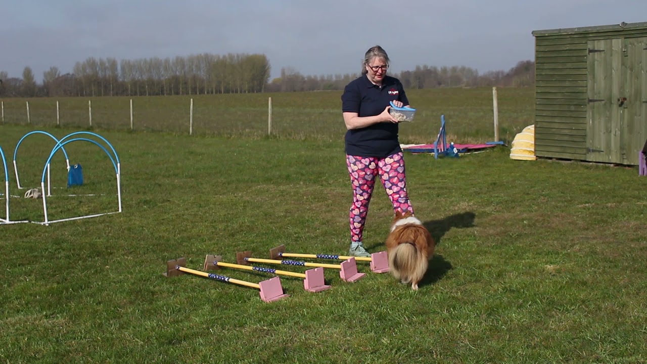 Dog Fitness: Basic Cavalettis