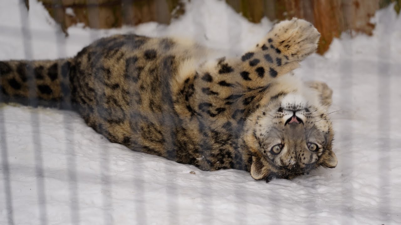 ヒカリちゃんは子供のように遊んでました（円山動物園　ユキヒョウのヒカリ） #snowleopard #bigcat