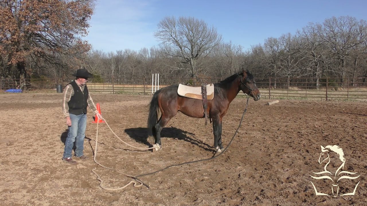 Aequitas Arabian Stallion Part 22 Ropes Around Legs