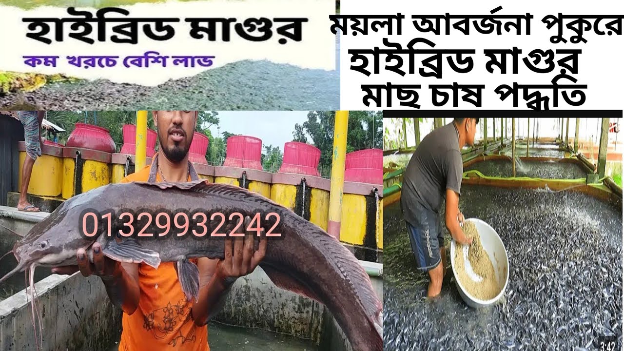 ময়লা আবর্জনা পুকুরে বড় সাইজের হাইব্রিড মাগুর মাছের পোনা চাষ পদ্ধতি। হাইব্রিড মাগুর মাছের পোনার দাম 