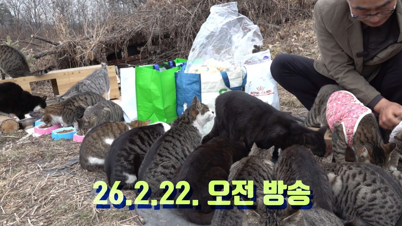 26. 2. 22. 오전 방송 #보은고양이마을 