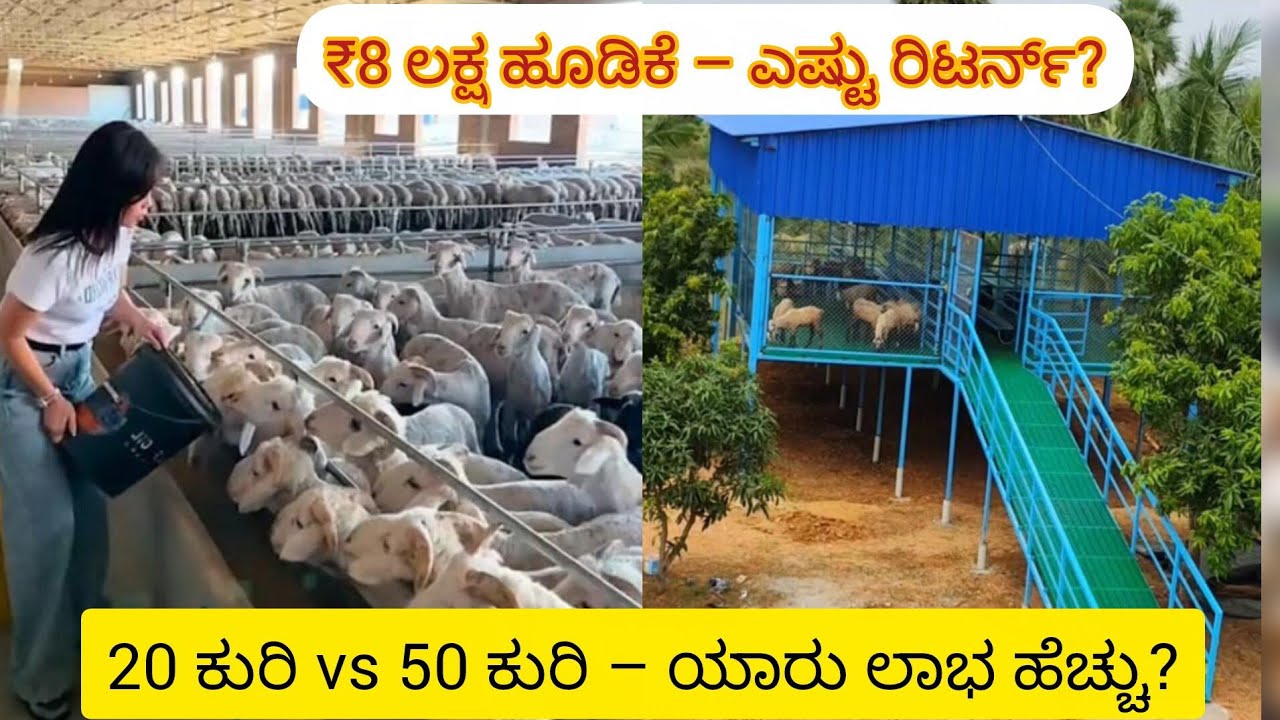 20 ಕುರಿ vs 50 ಕುರಿ ಸಾಕಾಣಿಕೆ – ₹8 ಲಕ್ಷ ಹೂಡಿಕೆ ಮಾಡಿದ್ರೆ ಎಷ್ಟು ಲಾಭ? ಸಂಪೂರ್ಣ ಲೆಕ್ಕ!
