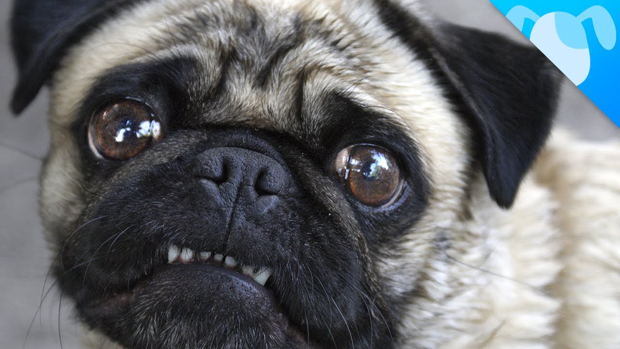 Pug Facts