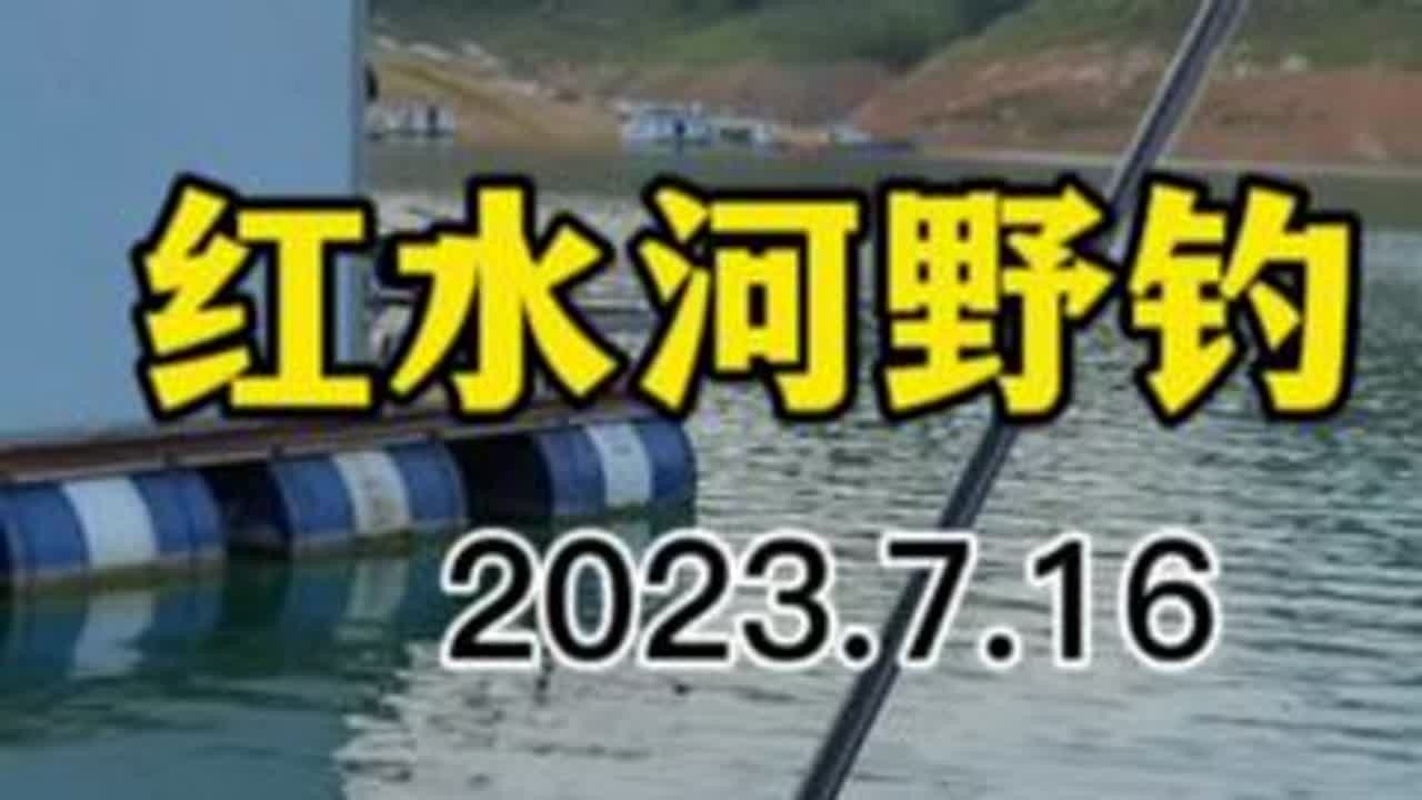 2023-7-16红水河野钓翘嘴鱼#野钓翘嘴鱼 #翘嘴鱼 #红水河钓鱼 #钓鱼 #钓鱼的乐趣只有钓鱼人懂
