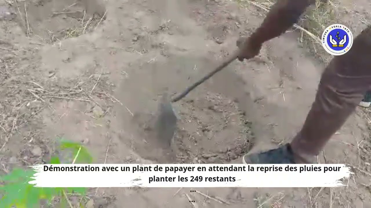 🌿 Plantation de 250 plants de papayers à Linzolo | Formation pratique avec l’ingénieur agronome