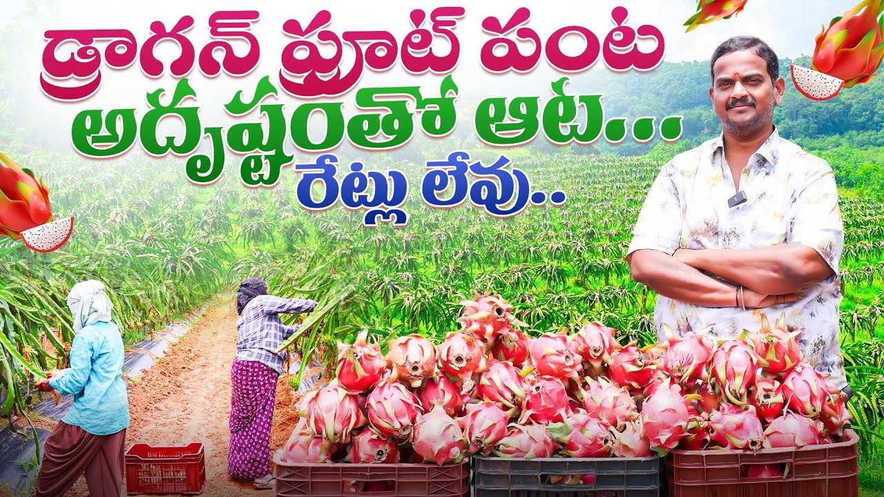 Dragon Fruit Farming In Telugu | డ్రాగన్ ఫ్రూట్ సాగు | Dragonfruit Cultivation |  Shiva Agri Clinic