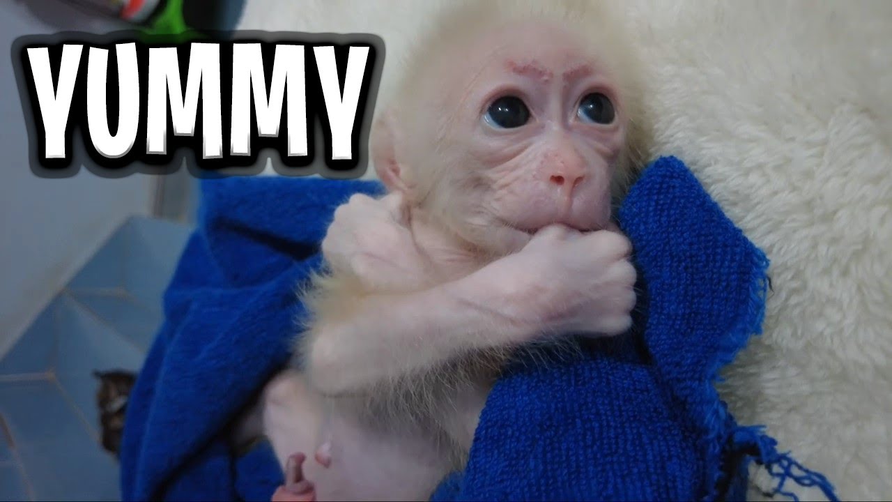 Baby Monkey AKA fun with an evening of Sleeping  Bathing and Eating