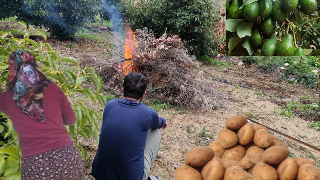 Potato and onion planting, 🥔🧅avocado harvesting, garden cleaning🥑#doğalyaşam #villagevlog #asmr 