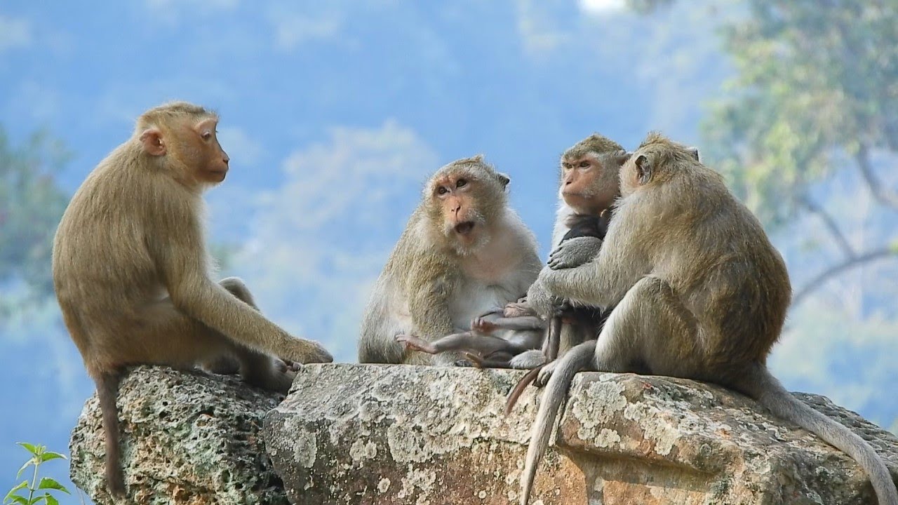 So Beautiful Young Mom Monkey Rose And Monkey In Amber Sitting On The  The Stone, Enjoy Monkey Amber