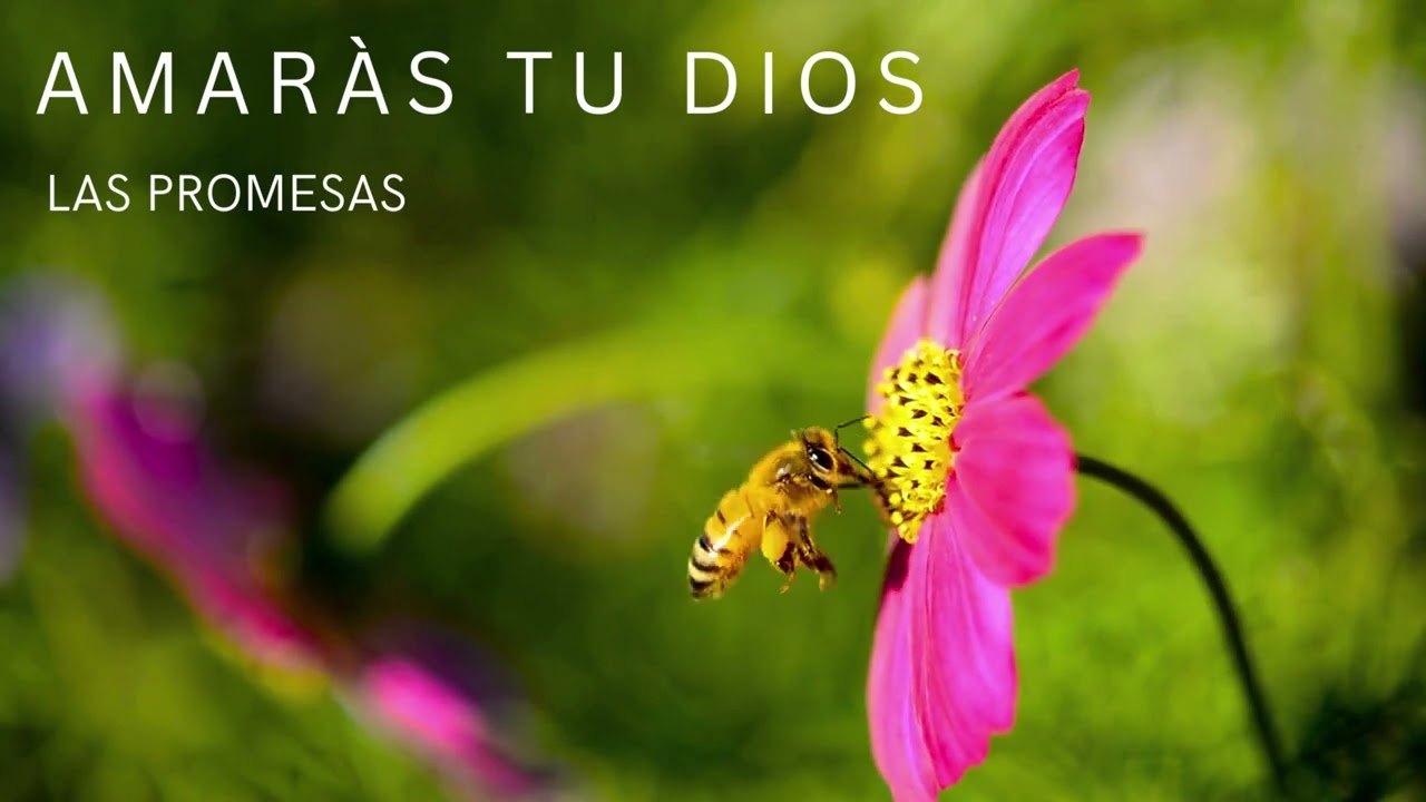 AMARÀS TU DIOS | Música cristiana de adoración a Dios