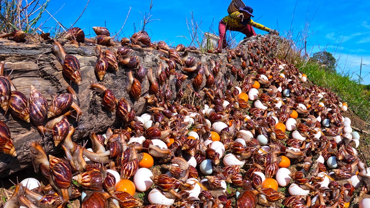 Top amazing - Harvest duck eggs and strange snails on the tree stump at field by best hand skills