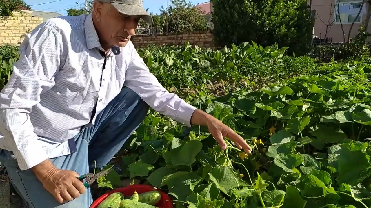 XİYARDA MƏHSULDARLIĞIN ARTIRILMASININ BƏZİ YOLLARI !