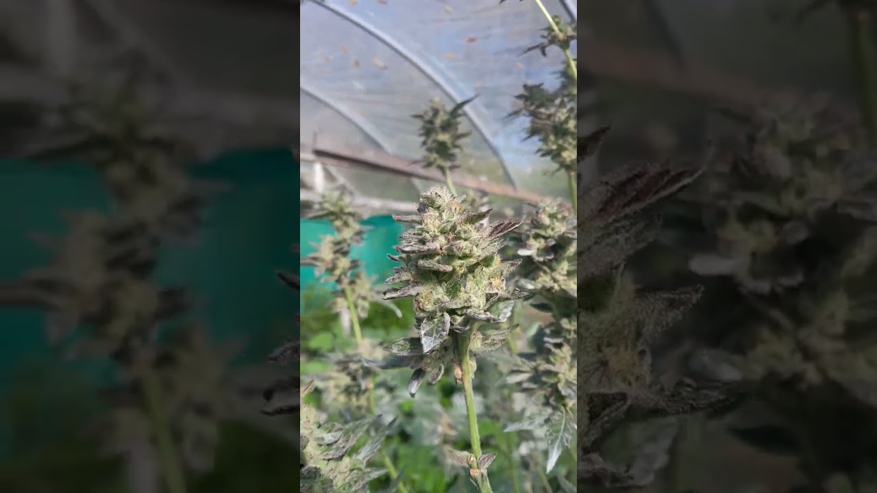 My Chemdawg 91 Homegrow 2023! Greenhouse Full Season.