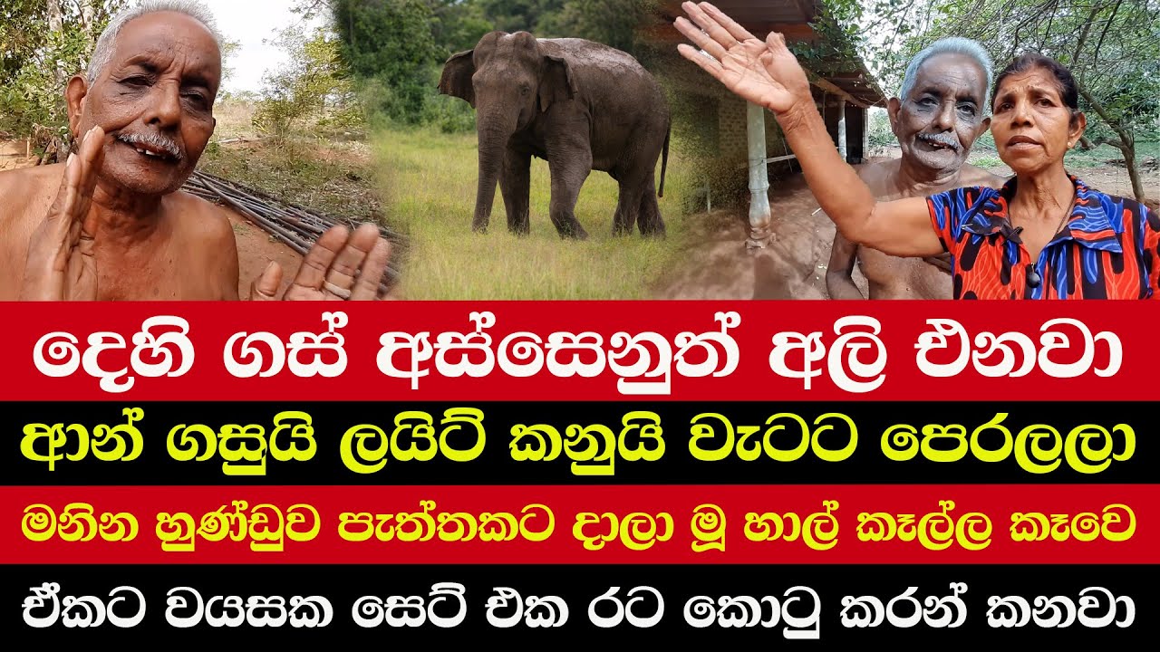 දෙහි ගස් අස්සෙනුත් අලි එනවා | ආන් ගසුයි ලයිට් කනුයි වැටට පෙරලලා