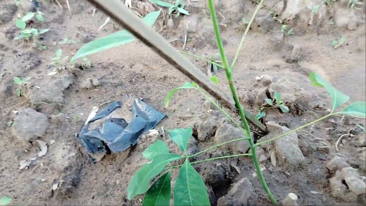 สูตรยางปลูกใหม่ แทงยอดสูง  บางคนยังไม่รู้ ต้นโตเร็ว 6 ปีได้กรีด