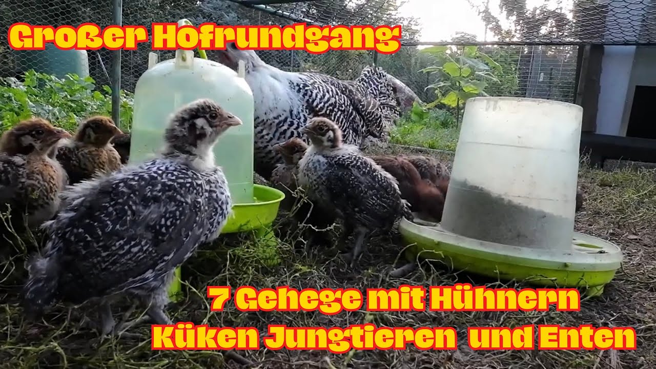 Seltene Hühner und Enten  - Rundgang auf unserem Hof