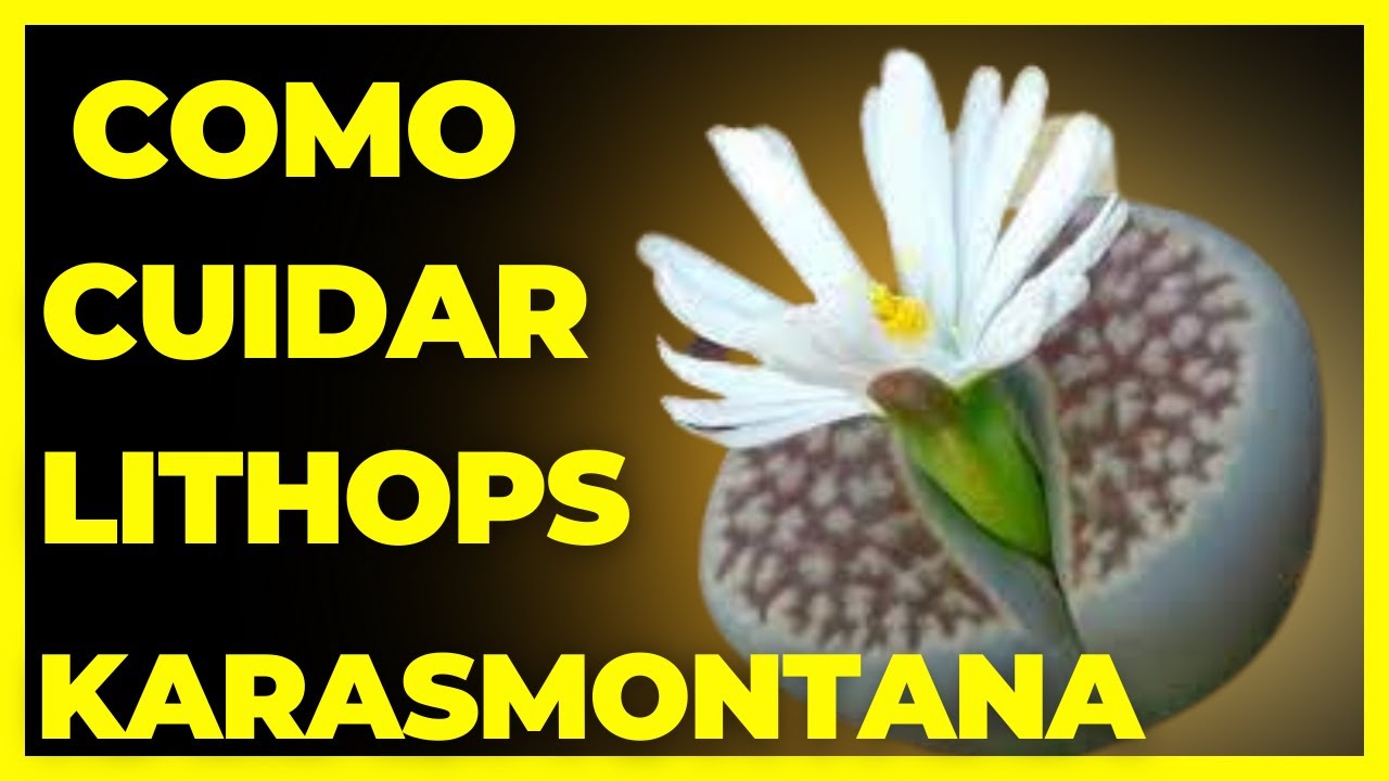 Como cuidar lithops karasmontana #CANAL DARK PLANTAS
